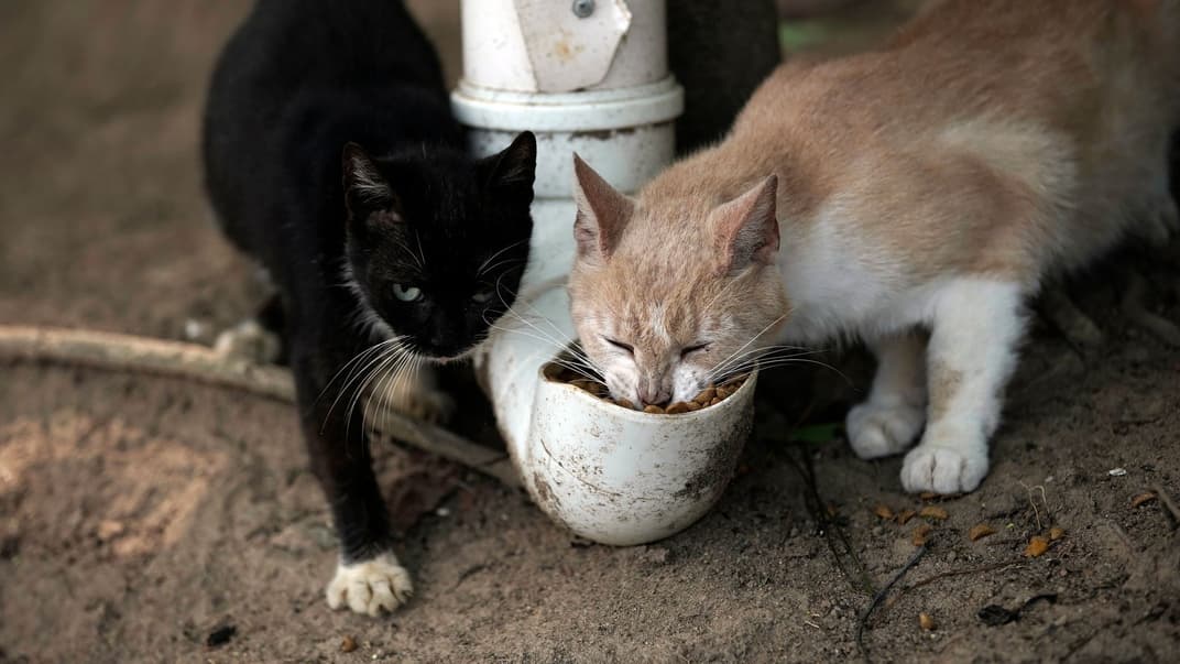 Коти на острові Фуртада, відомому як «острів котів», харчуються завдяки допомозі волонтерів, 13 жовтня 2020 року
