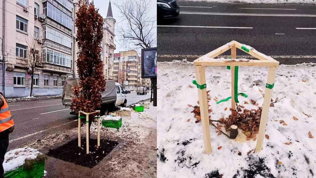 У Києві невідомі зрізали дерево на честь Романа Ратушного