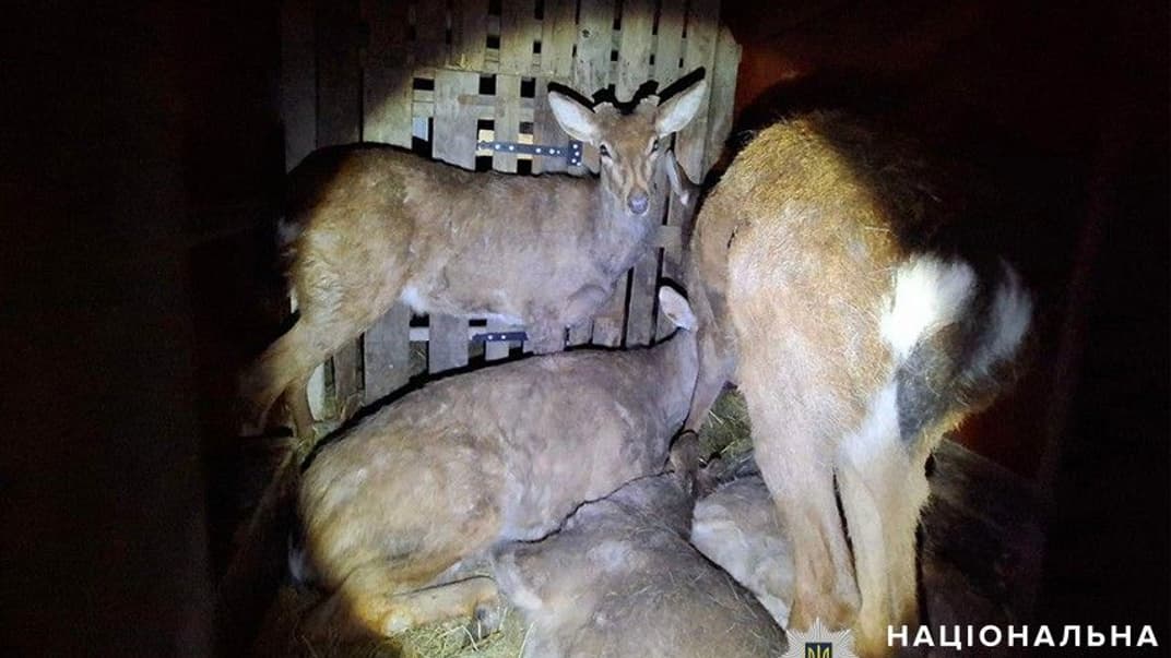 Олені, яких правоохоронці виявили у фургоні