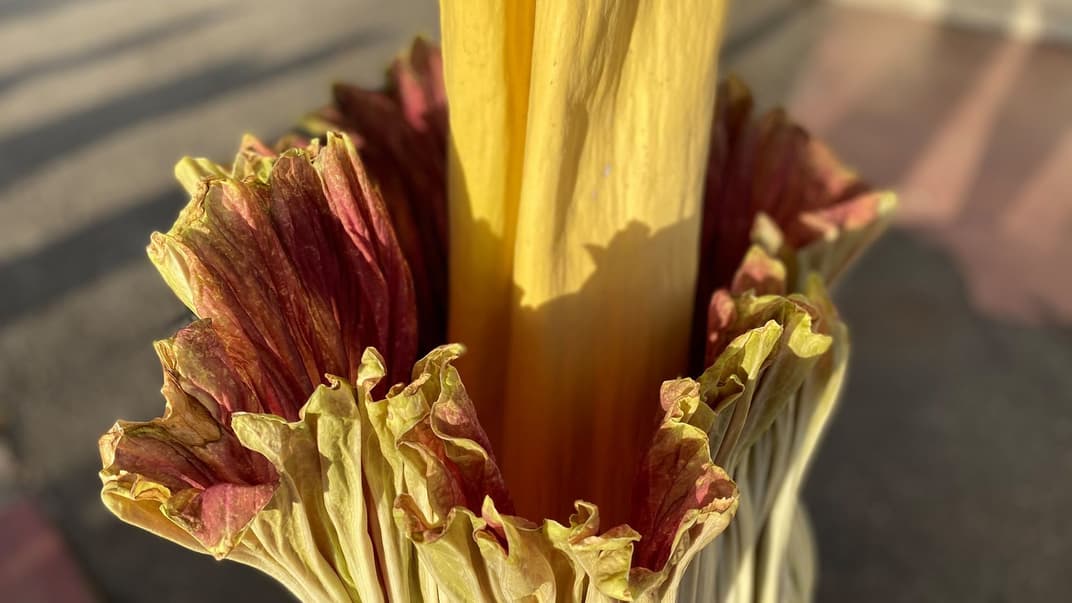 Цветок аморфофаллуса огромного в городе Аламида, штат Калифорния. 17 мая 2021 года