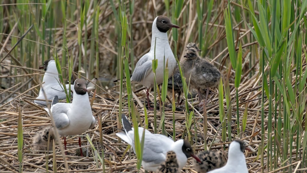 Ілюстративне фото. Птахи на озері Вирлиця в Києві, травень 2024 року