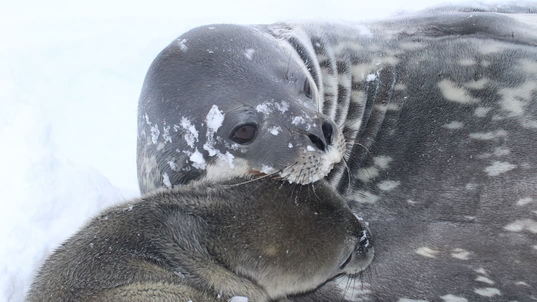 Перше тюленя виду Уедделла, яке народилося на станції «Академік Вернадський»