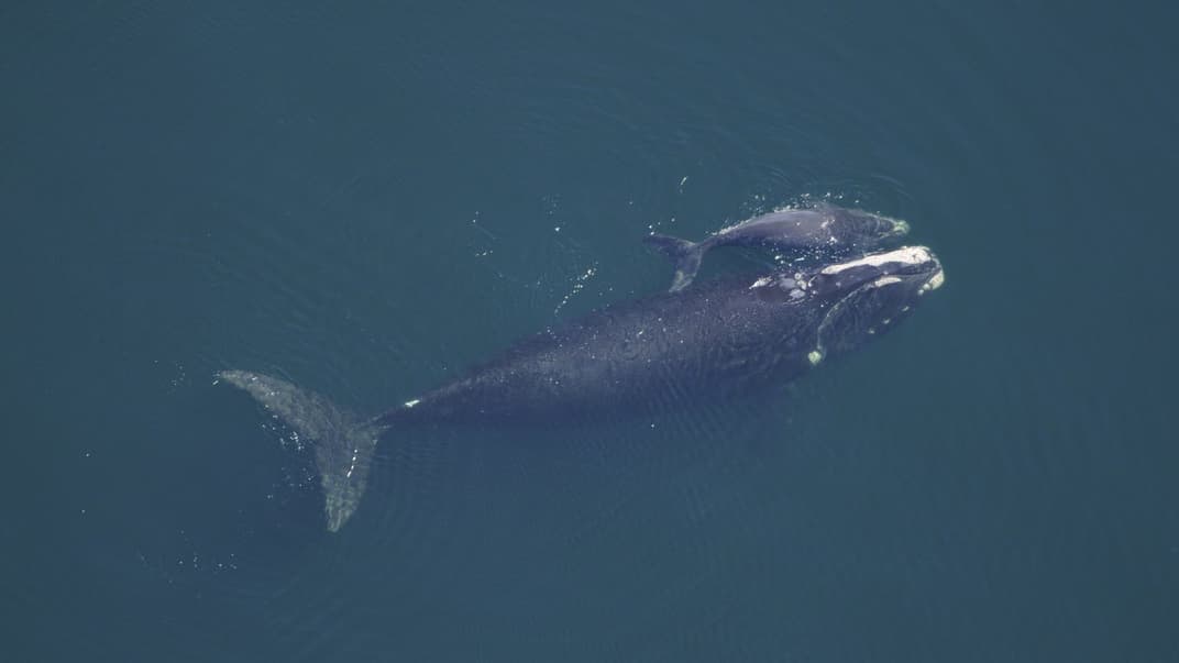 Южный кит обкновенный: взрослая особь и малыш. Иллюстративное фото