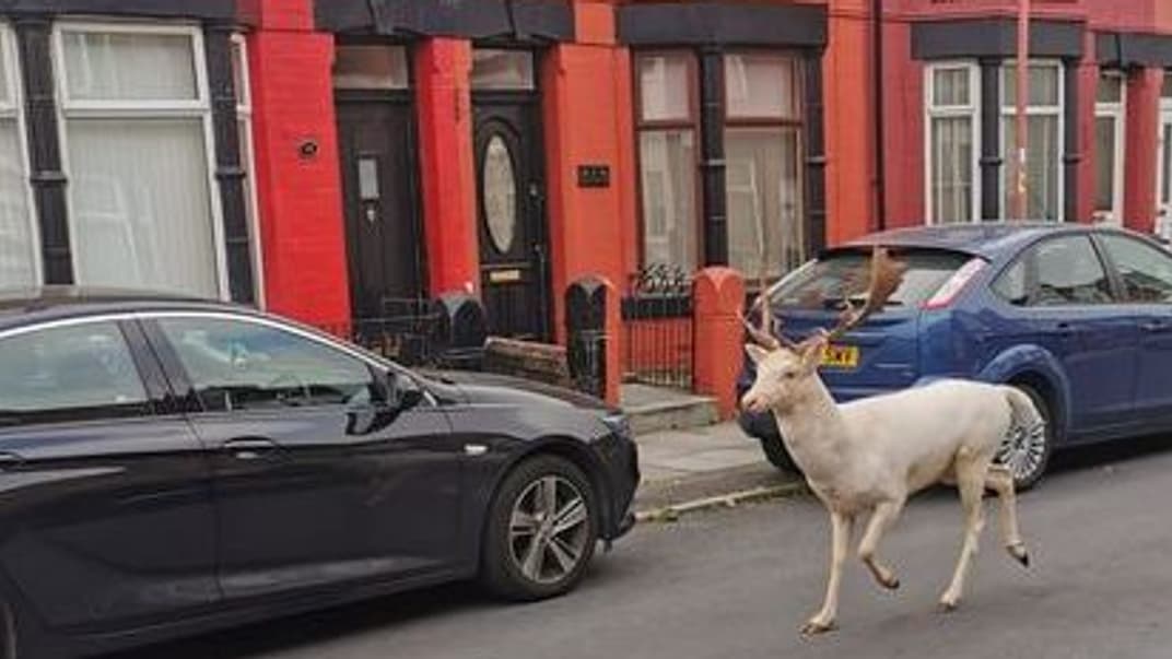 Молодий білий олень біжить однією з центральних вулиць міста Бутл, графство Мерсісайд, Англія, 26 вересня 2021 року