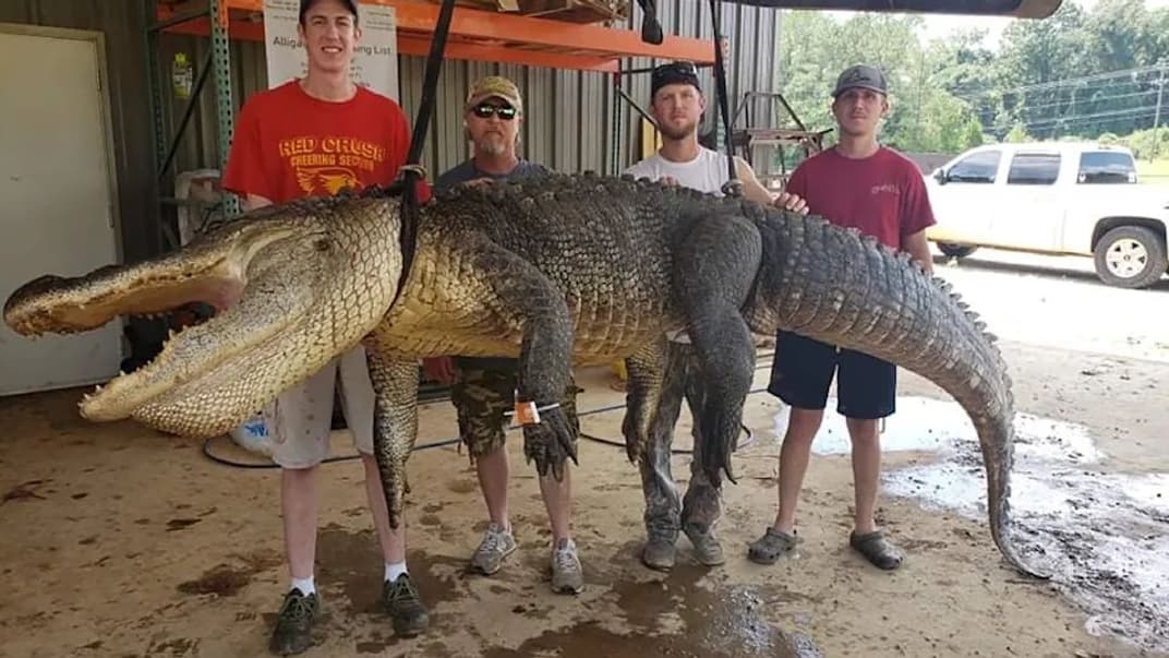 Аллигатор, в животе которого нашли древние артефакты