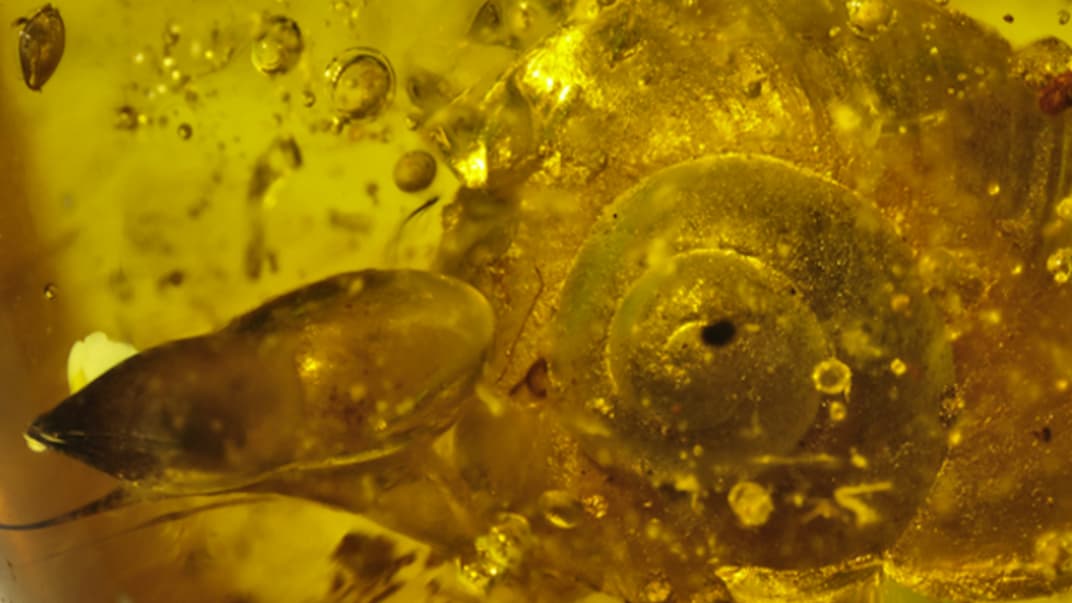 Аналіз показав, що равлик жив близько 99 мільйонів тому