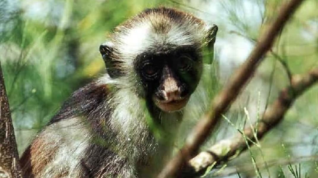 Колобус Кірка