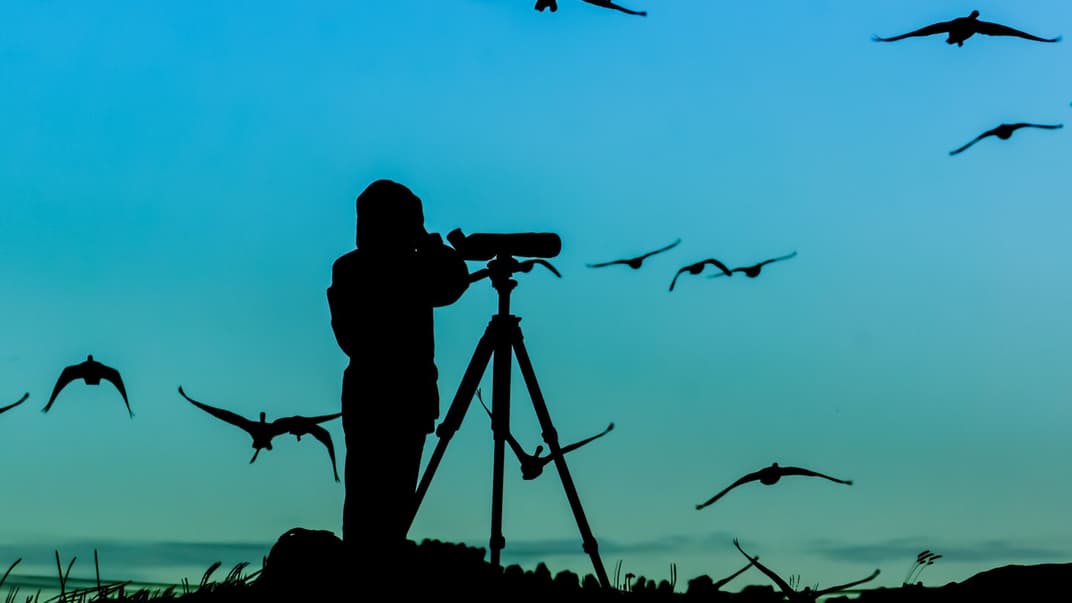 Наблюдатель за птицами
