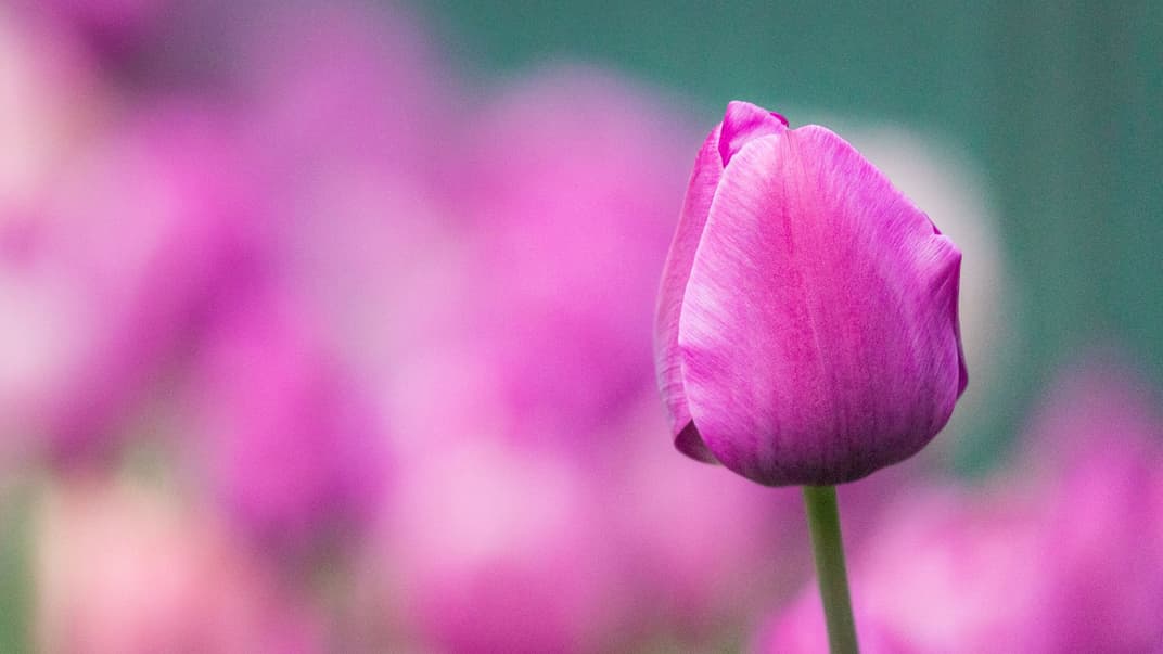 В США 6-летнего мальчика судили, потому что он сорвал тюльпан. Такое позволяют законы штата (их давно критикуют)