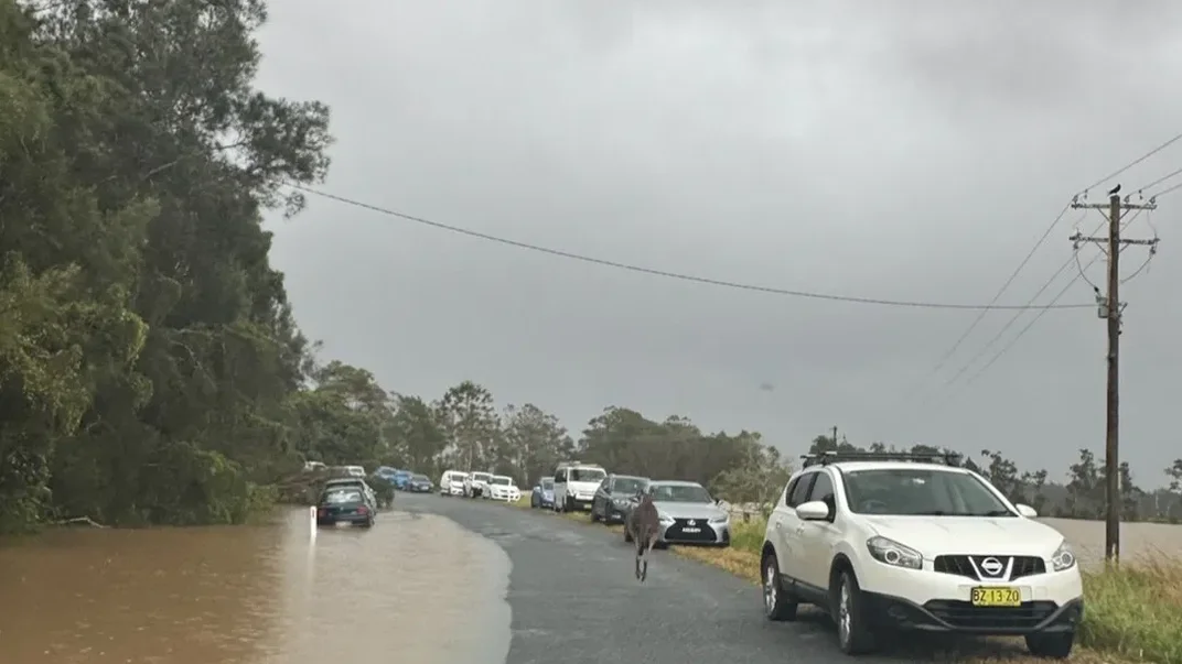 Кенгуру на вулиці