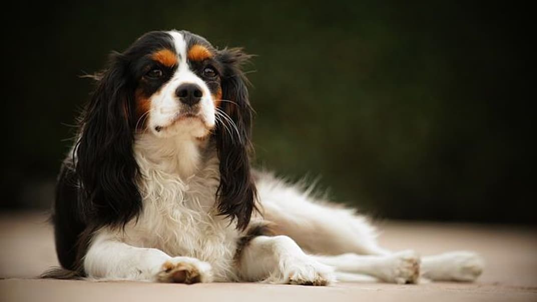 Кинг-чарльз-спаниель