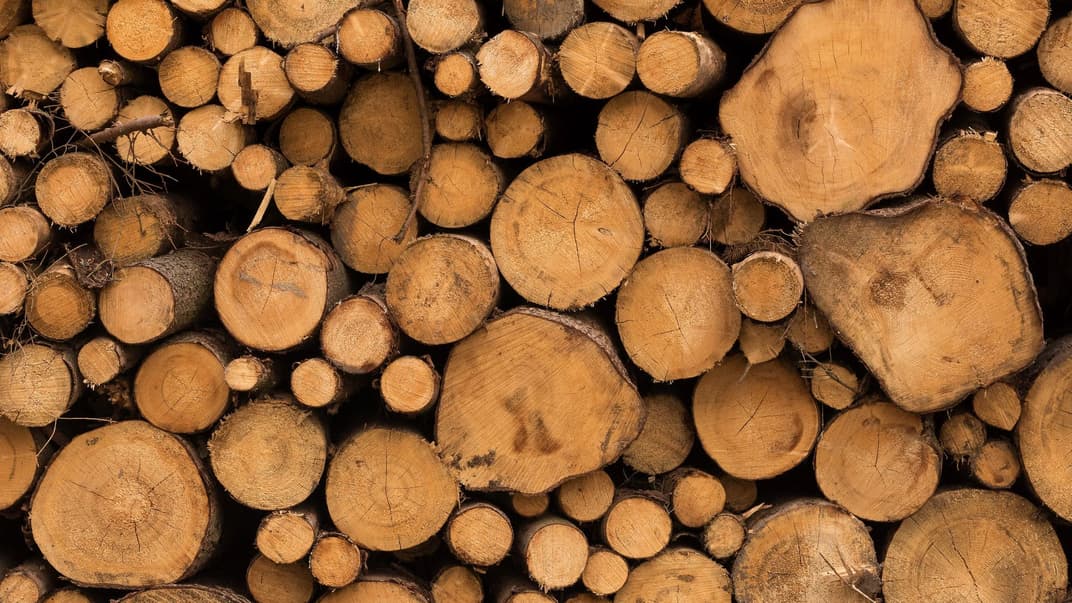 Лес-кругляк. Иллюстративное фото