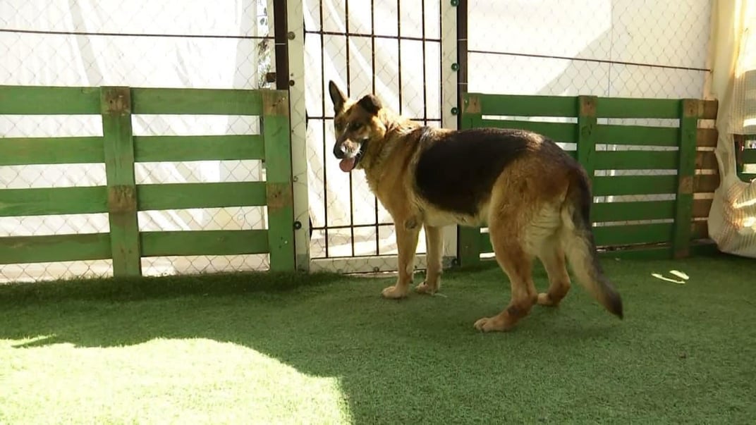 Вівчарка Багіра, яку врятували після підриву Каховської ГЕС