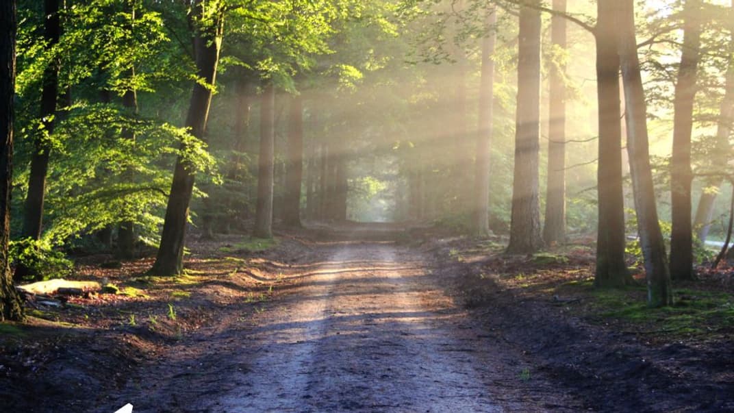 У Голосіївському лісі в Києві 24 травня відкриють інтерактивну екостежку