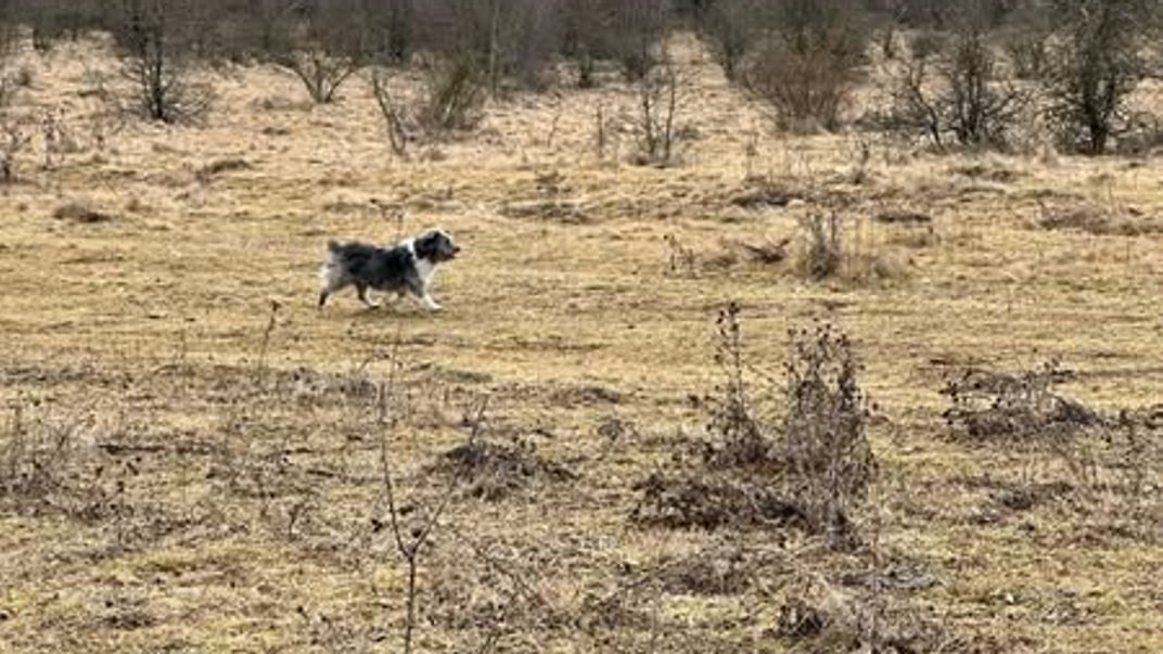 Пес Барбос з Вінниччини