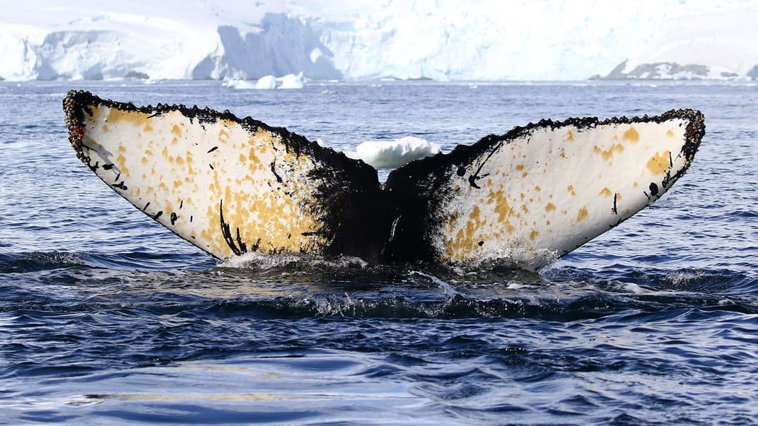 Спостереження за китами на «Академіку Вернадському» не проводилися на постійній основі, через те, що кити відпливали за межі архіпелагу для розмноження. Але цього року українцям вперше вдалося взяти зразки тканини кита взимку