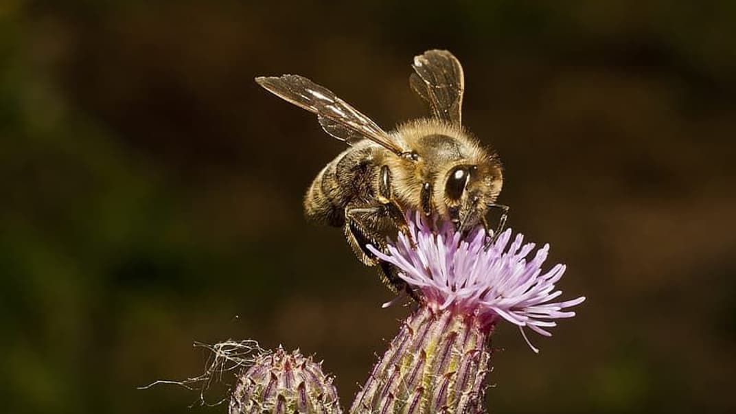 Американский стартап научился синтезировать мед. Так хотят спасти диких пчел, важных для опыления растений