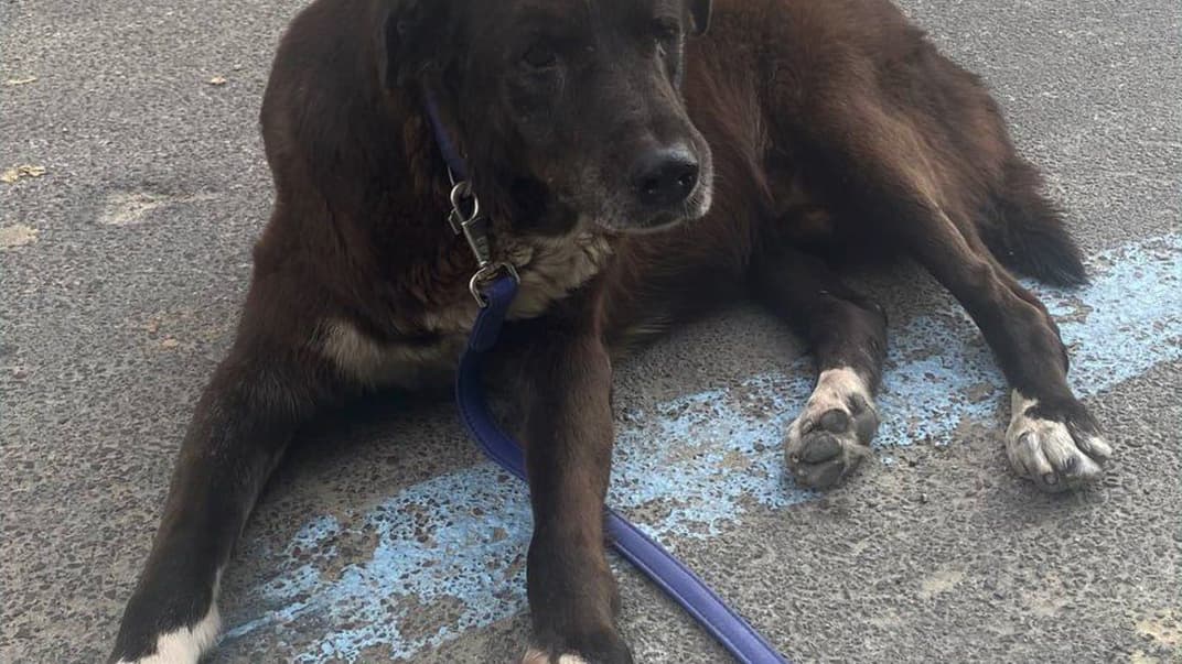 Врятований пес