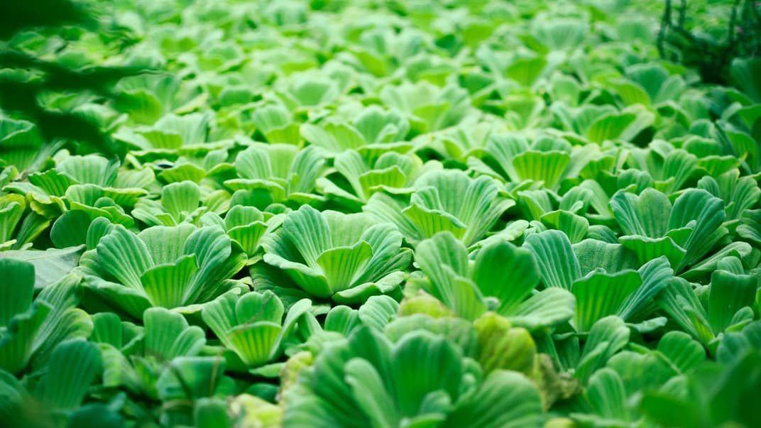 Водяний салат, або Pistia stratiotes — рослина, характерна для тропічних регіонів нашої планети
