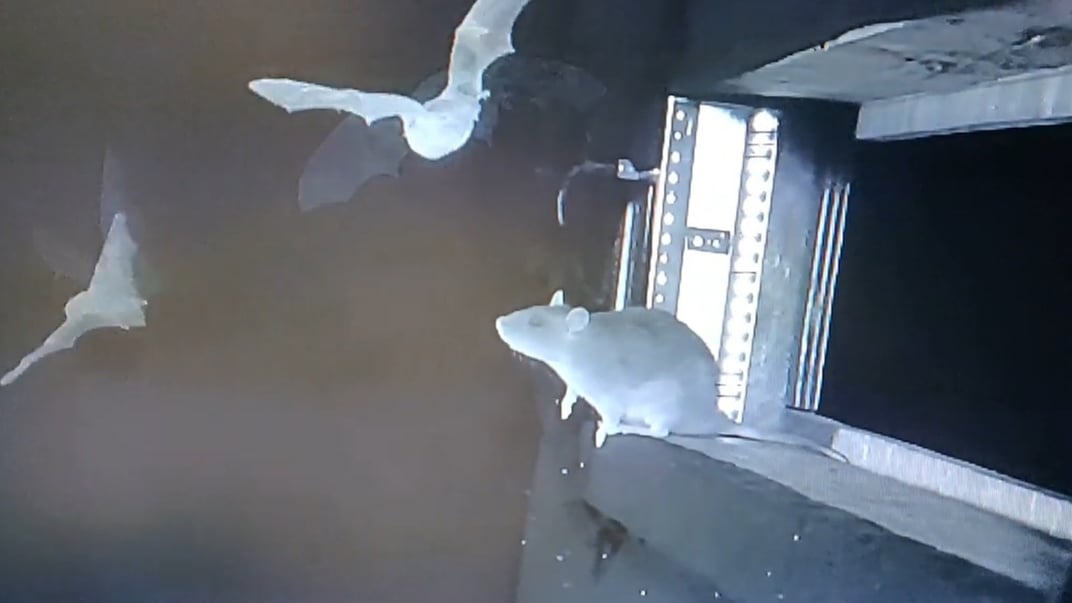 Пацюк полює на кажанів у печері неподалік Гамбурга