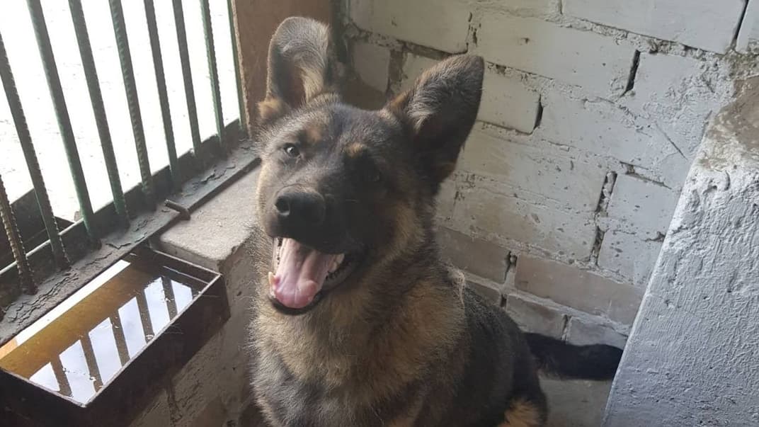 Херсонводоканал офіційно взяв на роботу пса Рекса