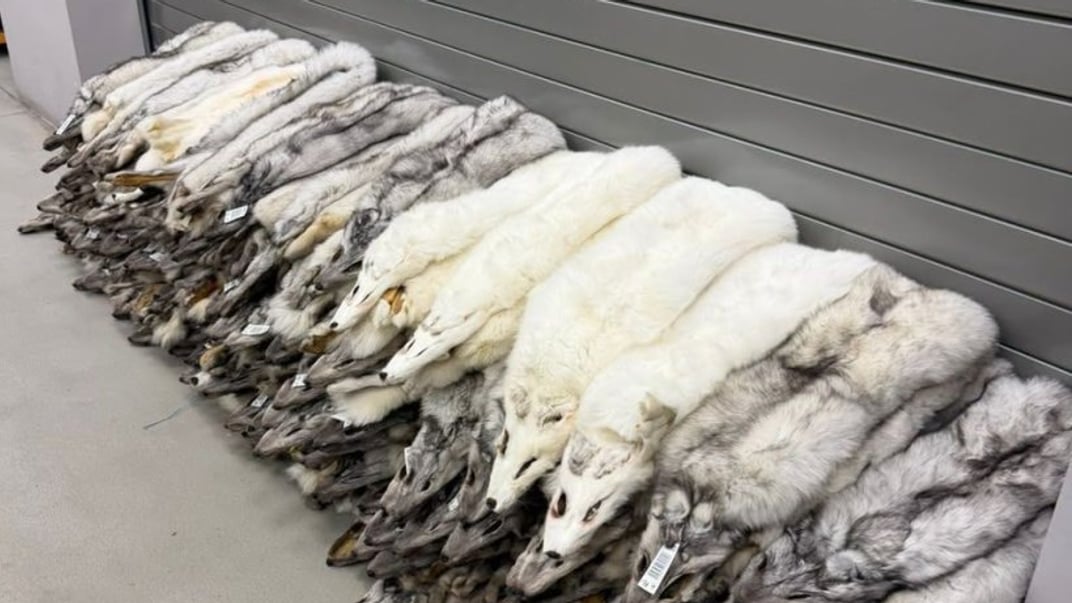 На кордоні з Польщею виявили 120 шкурок песця на 400 тисяч гривень