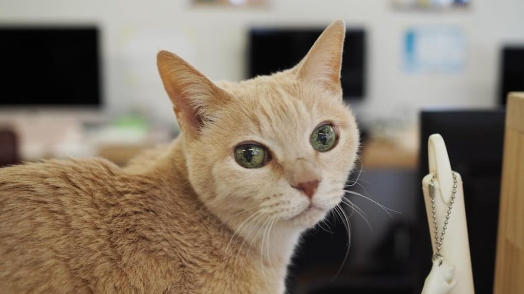 Кішка Футаба, яка працювала в компанії з 2004 року