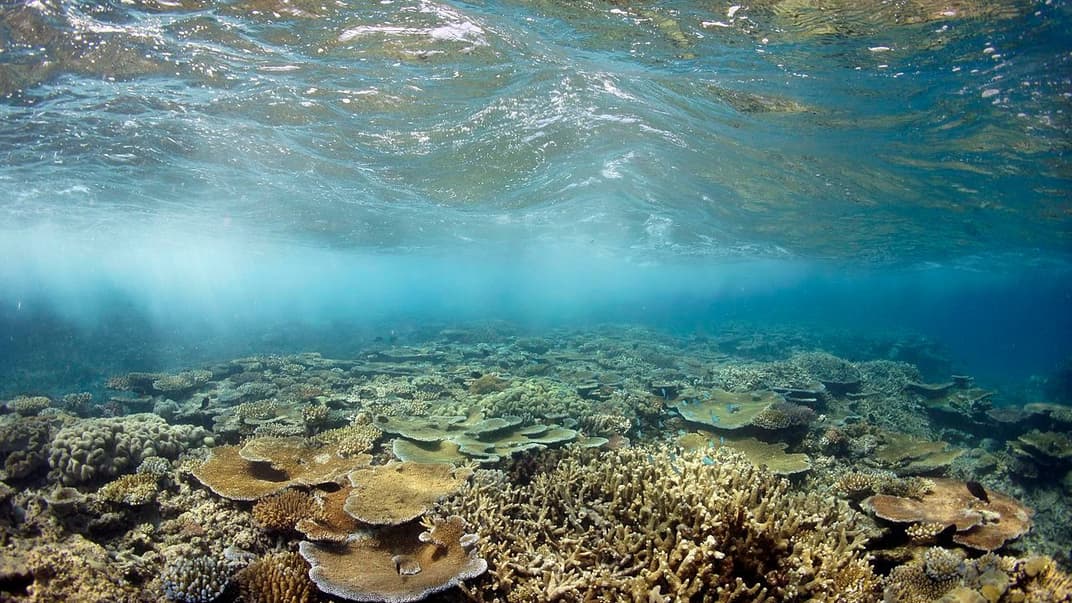 Кораллы Большого Барьерного рифа