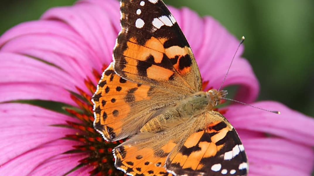 Сонцевик будяковий