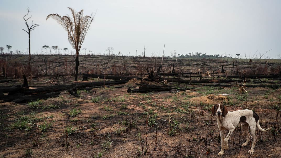 Собака посеред спалених дерев у районі, постраждалому від пожеж в Амазонії, Бразилія, 5 вересня 2019 року