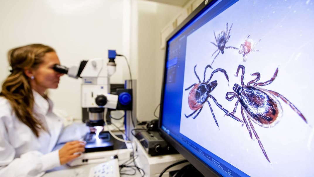 Науковиця досліджує новий вид кліщів в лабораторії Нідерландського національного інституту охорони здоров'я та довкілля у Більтовені, Нідерланди, 18 серпня 2016 року
