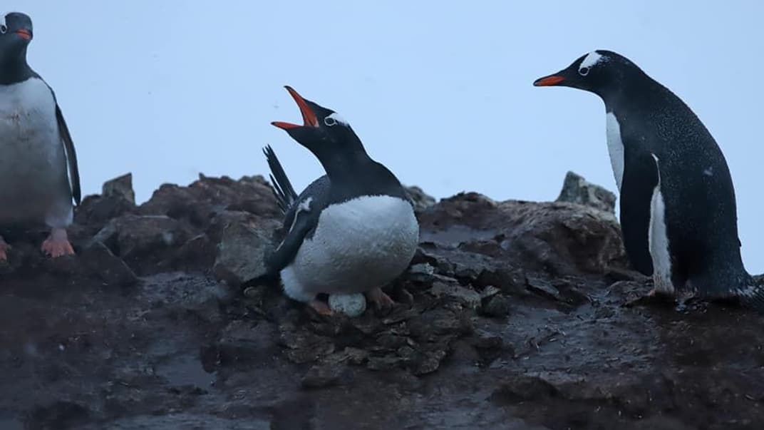 Возле украинской антарктической станции «Академик Вернадский» пингвины снесли первые яйца