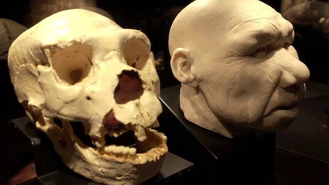 Лицо человека-предшественника, который считается первым видом человека в Европе, реконструированное по останкам, найденным в Сима де лос Уесос, Испания. Иллюстративное фото