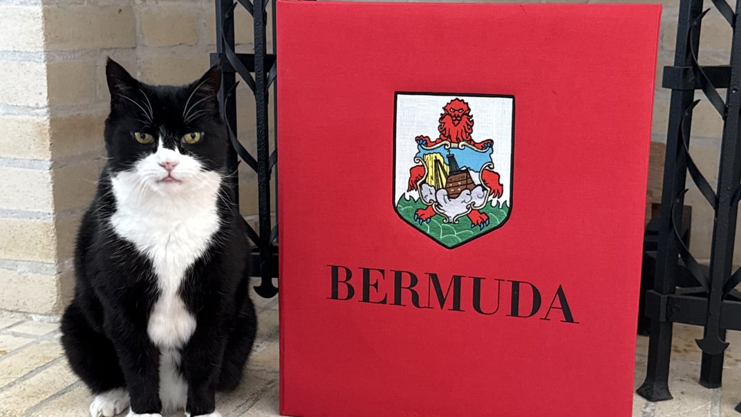 Британський кіт Пальмерстон отримав дипломатичну посаду на Бермудських островах Британський кіт Пальмерстон отримав дипломатичну посаду на Бермудських островах