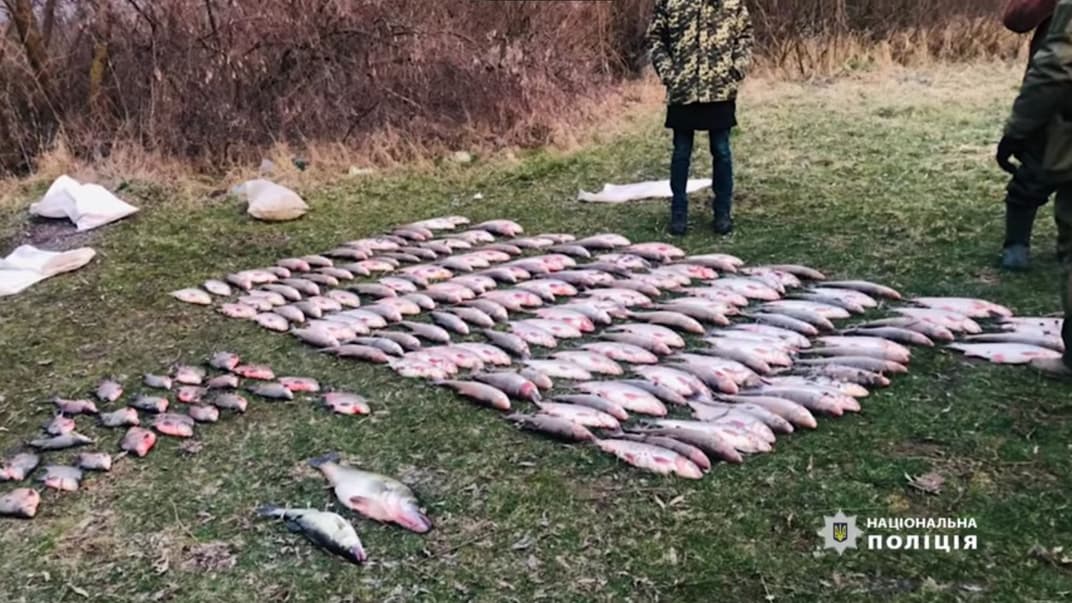 Рыба, которую выловили браконьеры на Буковине