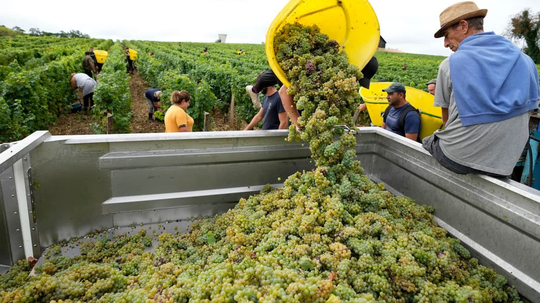 Робітники збирають білий виноград сорту Совіньйон у французькому регіоні Пессак-Леоньян, на південь від Бордо, 23 серпня 2022 року