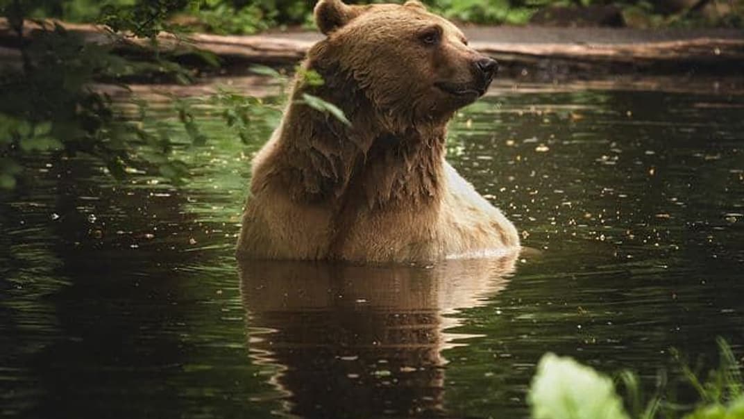 Медведь из зоопарка, в который отправили и двух косолапых «Укрзализныци»