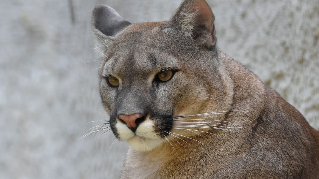 Гірський лев. Ілюстративне зображення