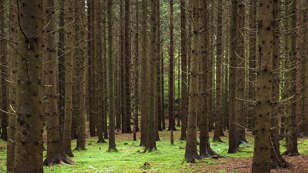 Трамп наказав негайно розширити вирубку лісів у США, щоб зменшити імпорт деревини