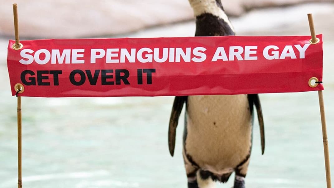 Лондонський зоопарк відсвяткував «Місяць прайду» на честь одностатевої пари пінгвінів