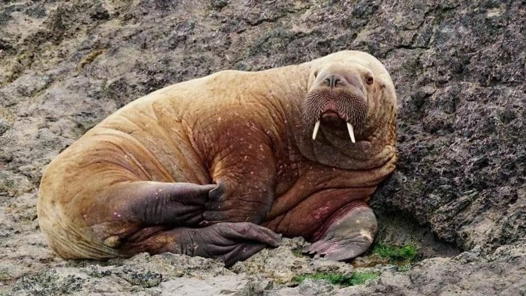 Морж на березі в Уельсі