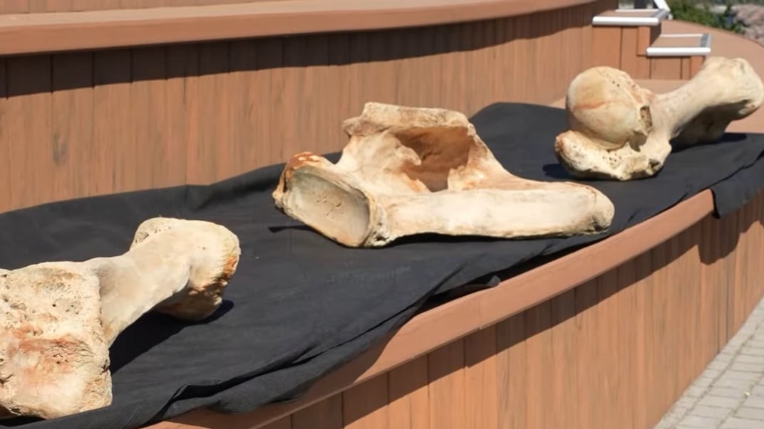 Знайдені кістки під час демонстрації журналістам у Національному заповіднику «Хортиця»