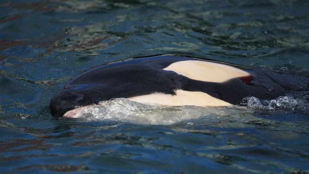 Дитинча косатки Тоа після того, як його вимило на берег Веллінгтона
