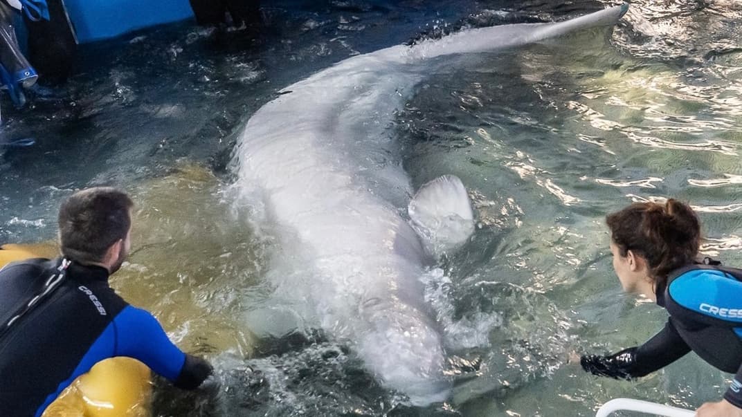 Эвакуированные из Харькова киты-белухи в океанариуме в испанской Валенсии