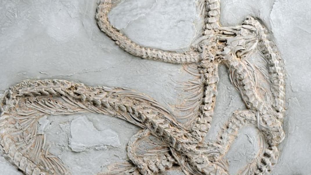 Остатки древнего известного на сегодня питона возрастом 48 млн лет, найденные в Германии