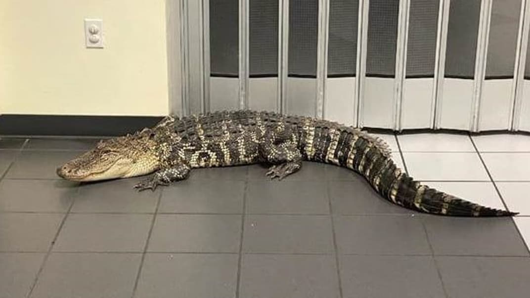 Аллигатор, которого нашли в почтовом отделении во Флориде
