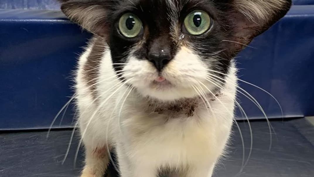 Кішка, схожа на персонажа малюка Йоду із серіалу «Мандалорець» у ветеринарній клініці