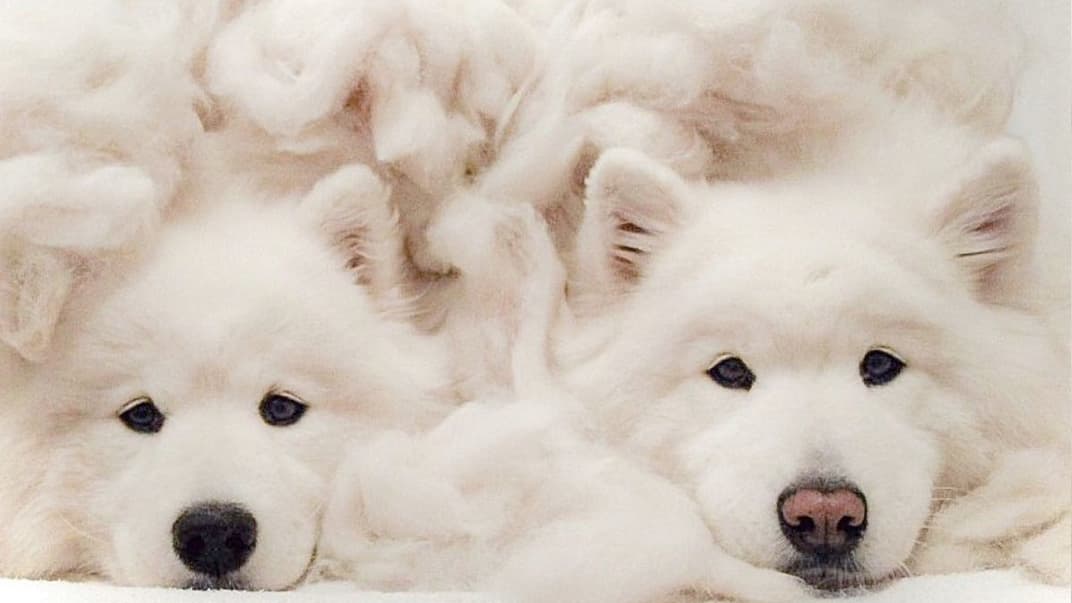 Німецька компанія стверджує, що першою у світі налагодила процес виробництва пряжі із собачої шерсті. Що в ній такого?