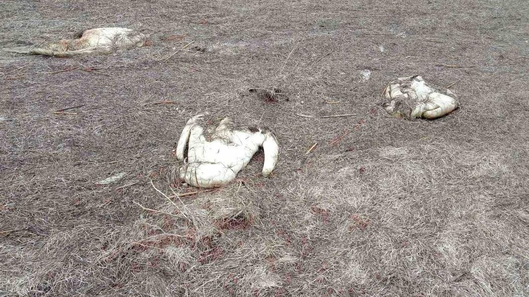 В Херсонской области возле озера Сиваш обнаружили 90 мертвых лебедей