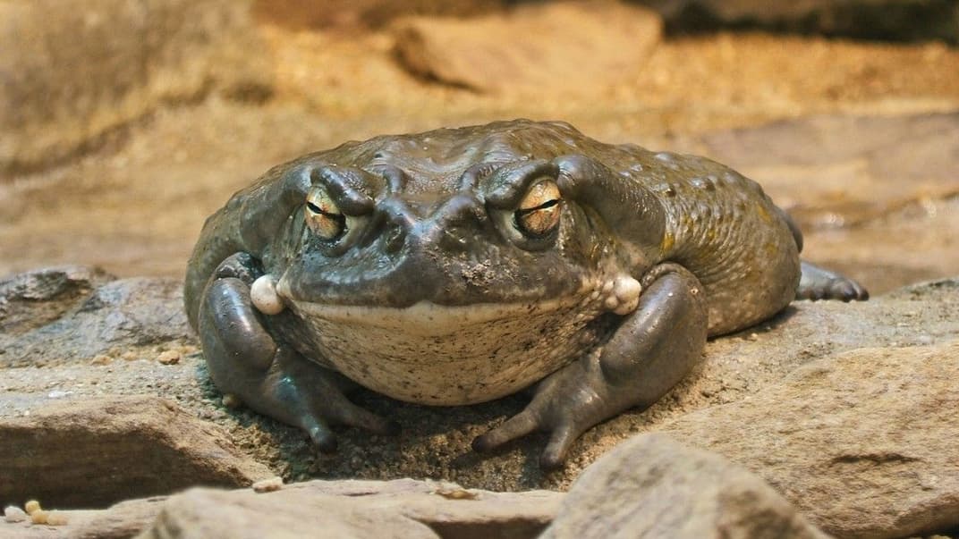 Лягушки вида Bufo alvarius